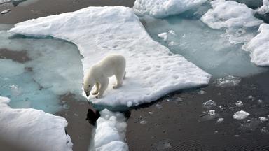 Ein Eisbär auf einer Eisscholle